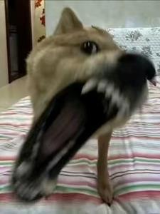 富贵历险记 富贵历险记